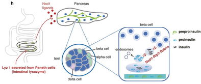 中國科學家首次發現 腸道菌溶解物是胰島素的“通行證”