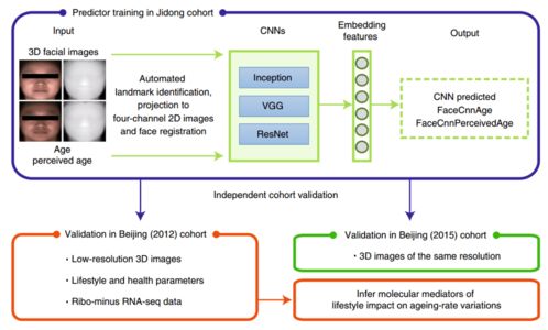 長得著急不能光賴爹媽 中科院科學家開發AI通過臉判斷生物年齡