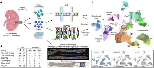 Nature新研究構建出迄今為止最全面的人類腎臟組織圖譜