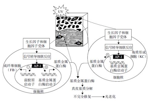 化妝品植物原料在防曬化妝品中的研究與開發