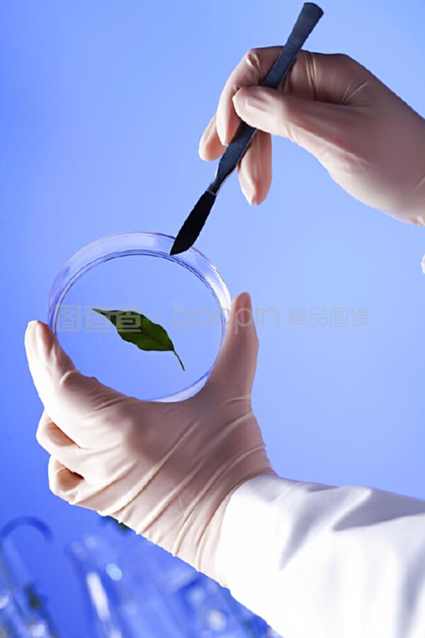 綠色植物在生物學實驗室中的多重角色與價值